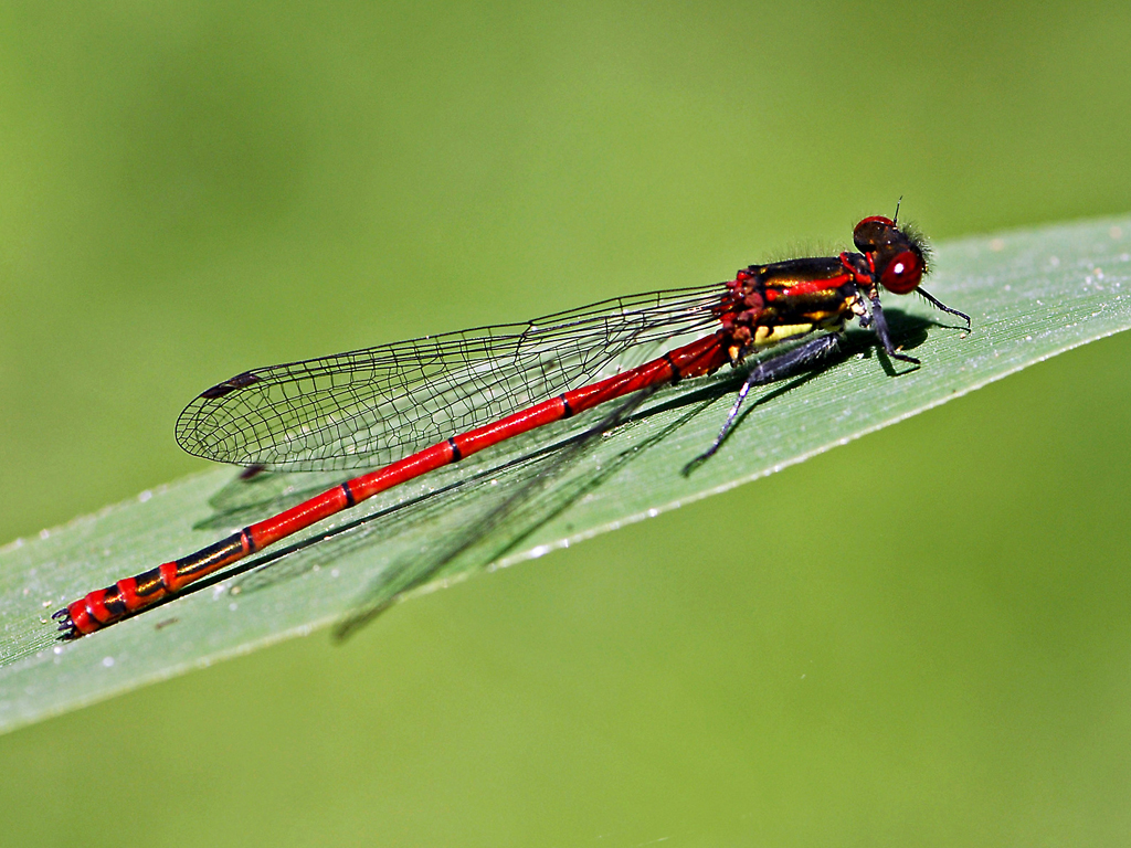 Fonds d'cran Animaux Insectes - Libellules Demoiselle