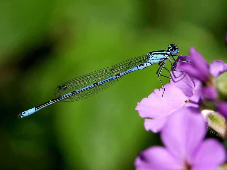 Wallpapers Animals Insects - Dragonflies Demoiselle