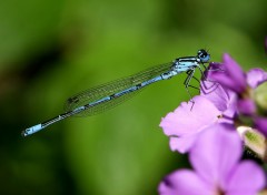 Wallpapers Animals Demoiselle