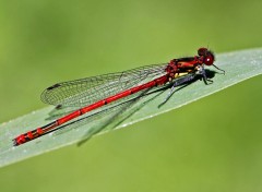 Fonds d'cran Animaux Demoiselle