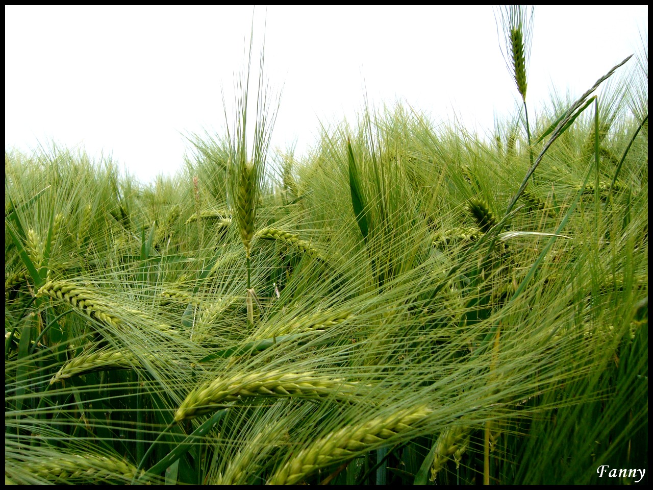 Wallpapers Nature Fields Champ de bl