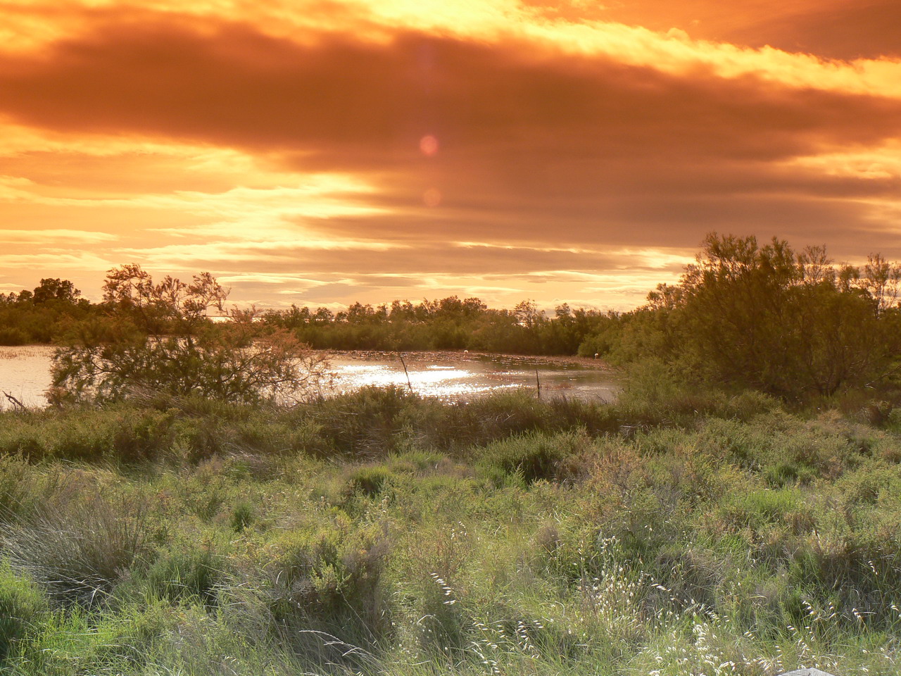 Fonds d'cran Voyages : Europe France > Languedoc-Roussillon La camargue