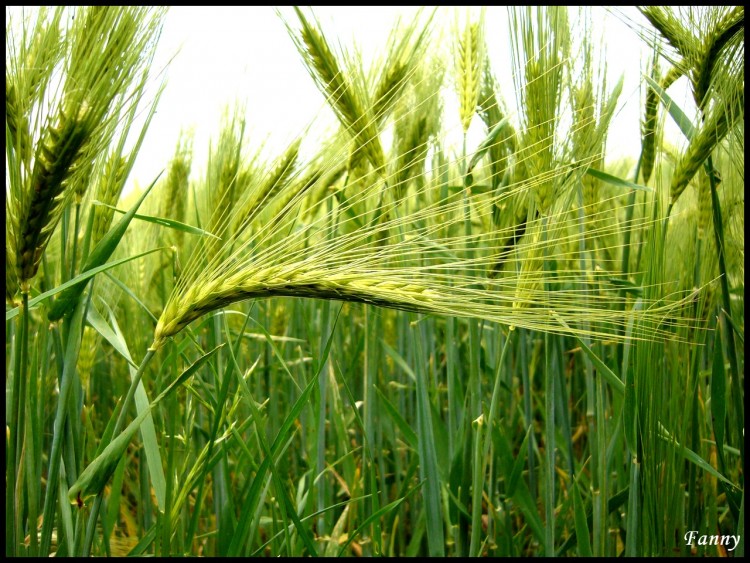 Fonds d'cran Nature Champs - Prairies Epi de bl