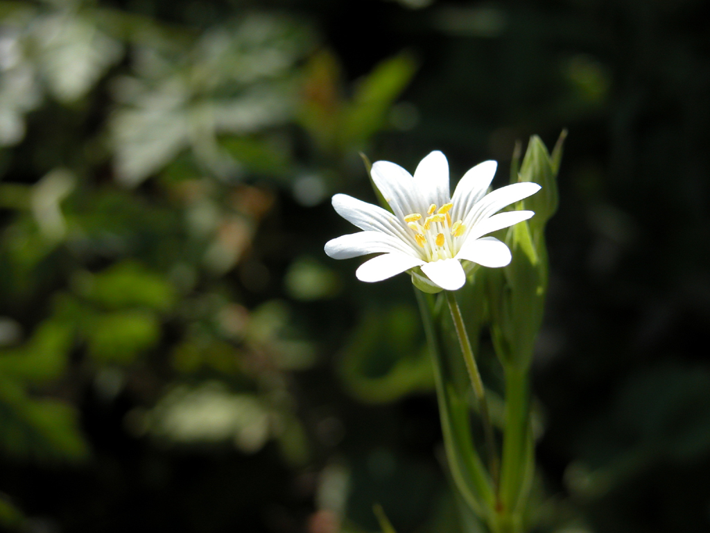 Wallpapers Nature Flowers Fleur printanire