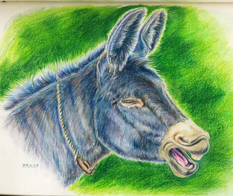 Wallpapers Art - Pencil Animals - Donkeys Ane