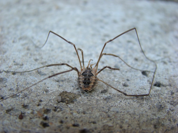 Fonds d'cran Animaux Araignes se fait dorer