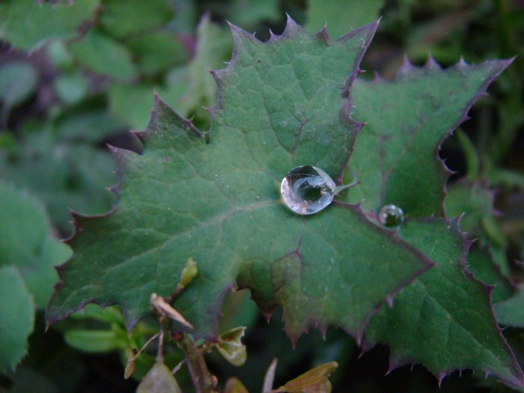 Fonds d'cran Nature Feuilles - Feuillages perle d'eau