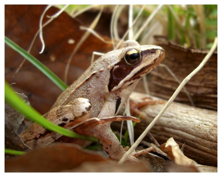 Fonds d'cran Animaux Grenouilles - Crapauds Grenouille des bois 3