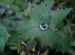 Fonds d'cran Nature perle d'eau