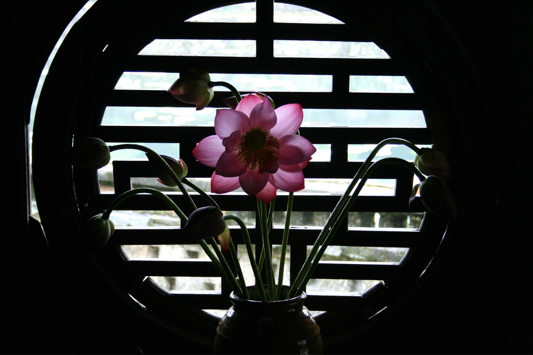 Fonds d'cran Nature Fleurs fleur de lotus