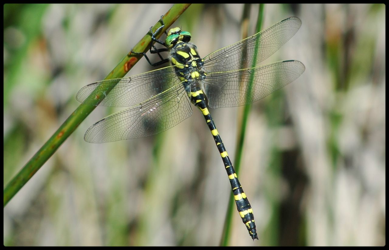 Wallpapers Animals Insects - Dragonflies libellule