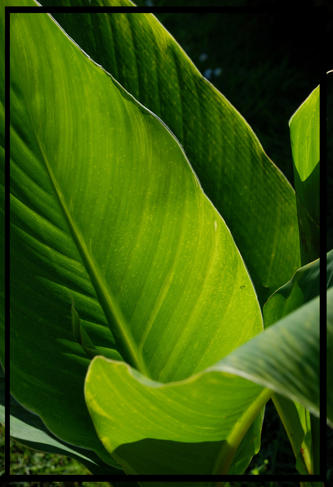 Wallpapers Nature Leaves - Foliage bain de soleil