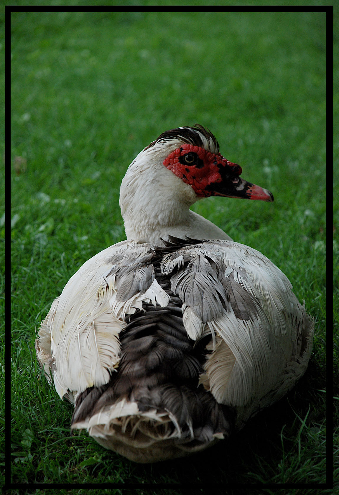 Fonds d'cran Animaux Oiseaux - Canards de barbarie