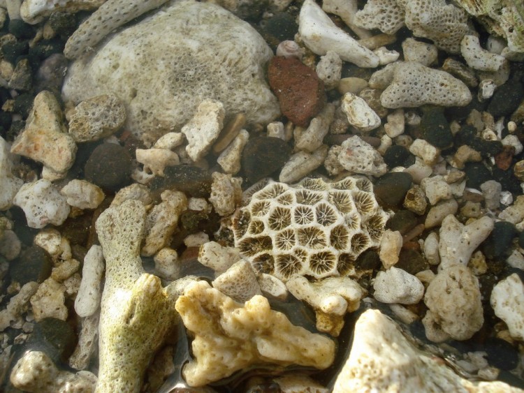 Wallpapers Nature Shells SOUS L'EAU