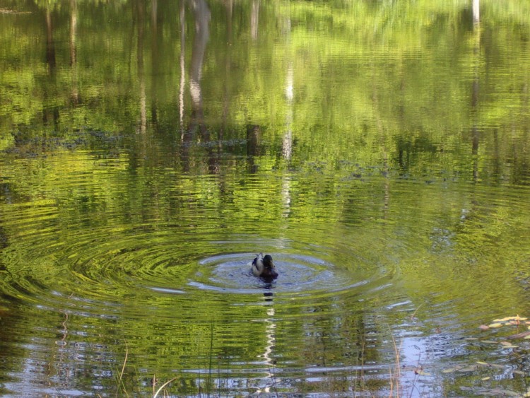 Wallpapers Animals Birds - Ducks Wallpaper N170567