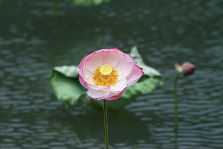 Fonds d'cran Nature Fleurs Lotus