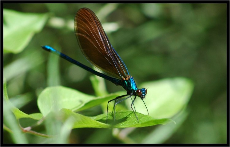 Wallpapers Animals Insects - Dragonflies libellule