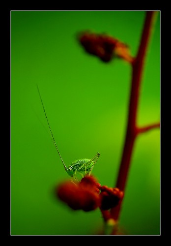 Wallpapers Animals Insects - Grasshoppers and Locusts Une sauterelle