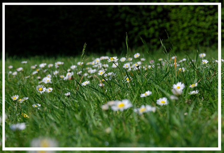 Wallpapers Nature Flowers les paquerettes