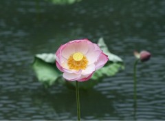 Fonds d'cran Nature Lotus