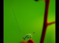 Fonds d'cran Animaux Une sauterelle