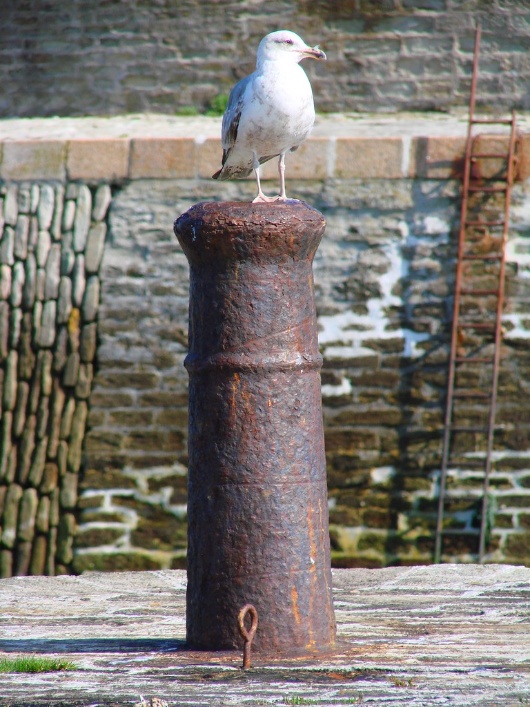 Wallpapers Animals Birds - Gulls mouette sur bite d'amarrage