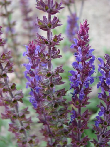 Fonds d'cran Nature Fleurs la puissance du bleu