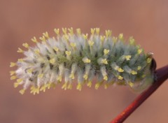 Wallpapers Nature Bourgeons