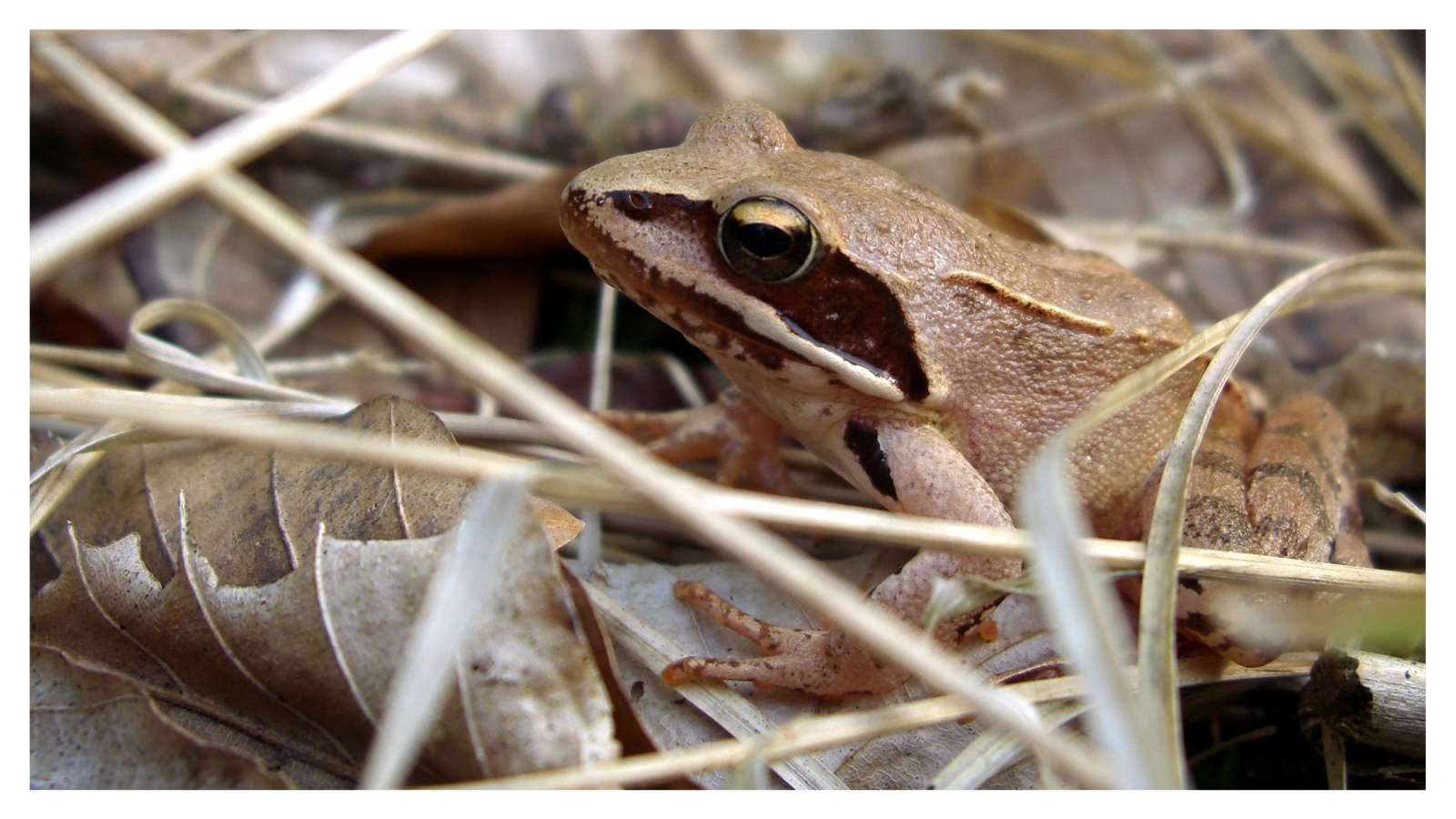 Fonds d'cran Animaux Grenouilles - Crapauds Grenouille des bois 1