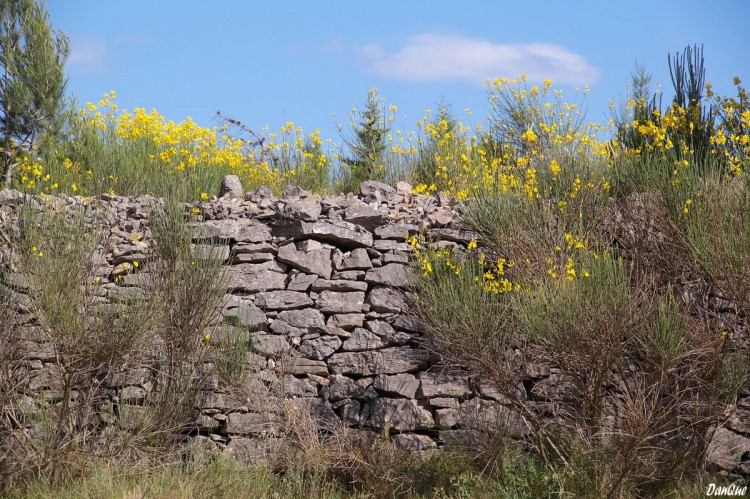 Wallpapers Trips : Europ France > Languedoc-Roussillon Garigue fleurie de genets