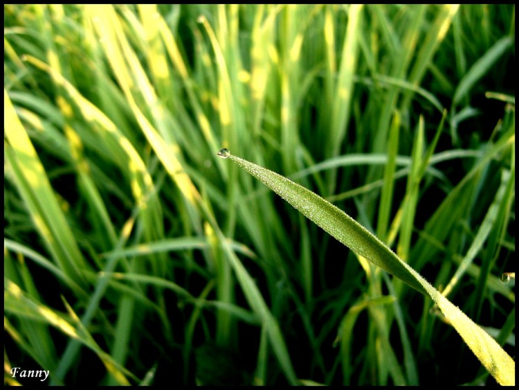 Fonds d'cran Nature Feuilles - Feuillages Goutte