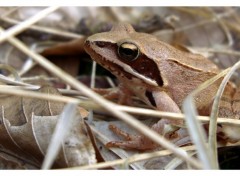 Fonds d'cran Animaux Grenouille des bois 1