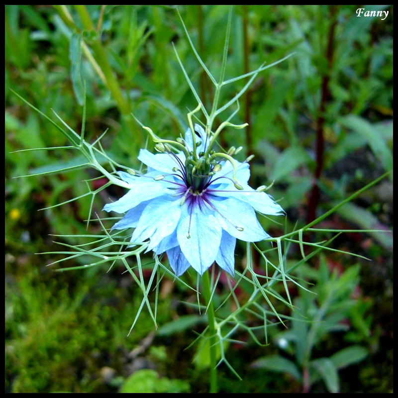 Fonds d'cran Nature Fleurs Nigelle