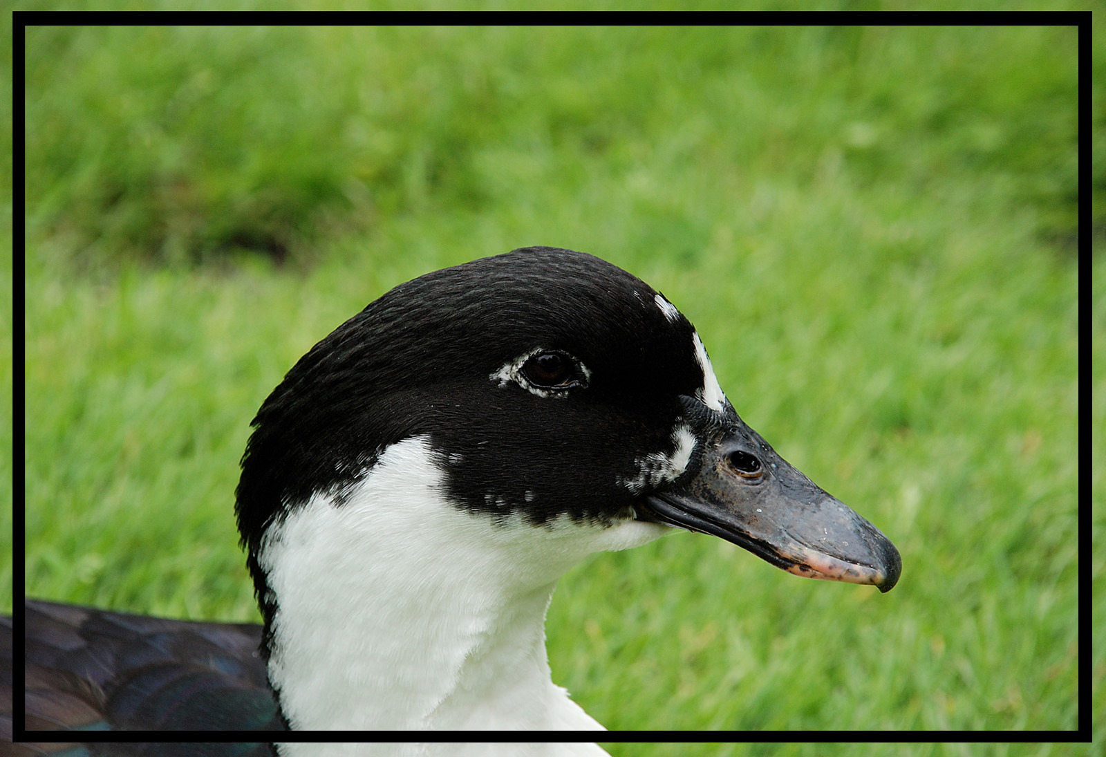 Wallpapers Animals Birds - Ducks coincoin