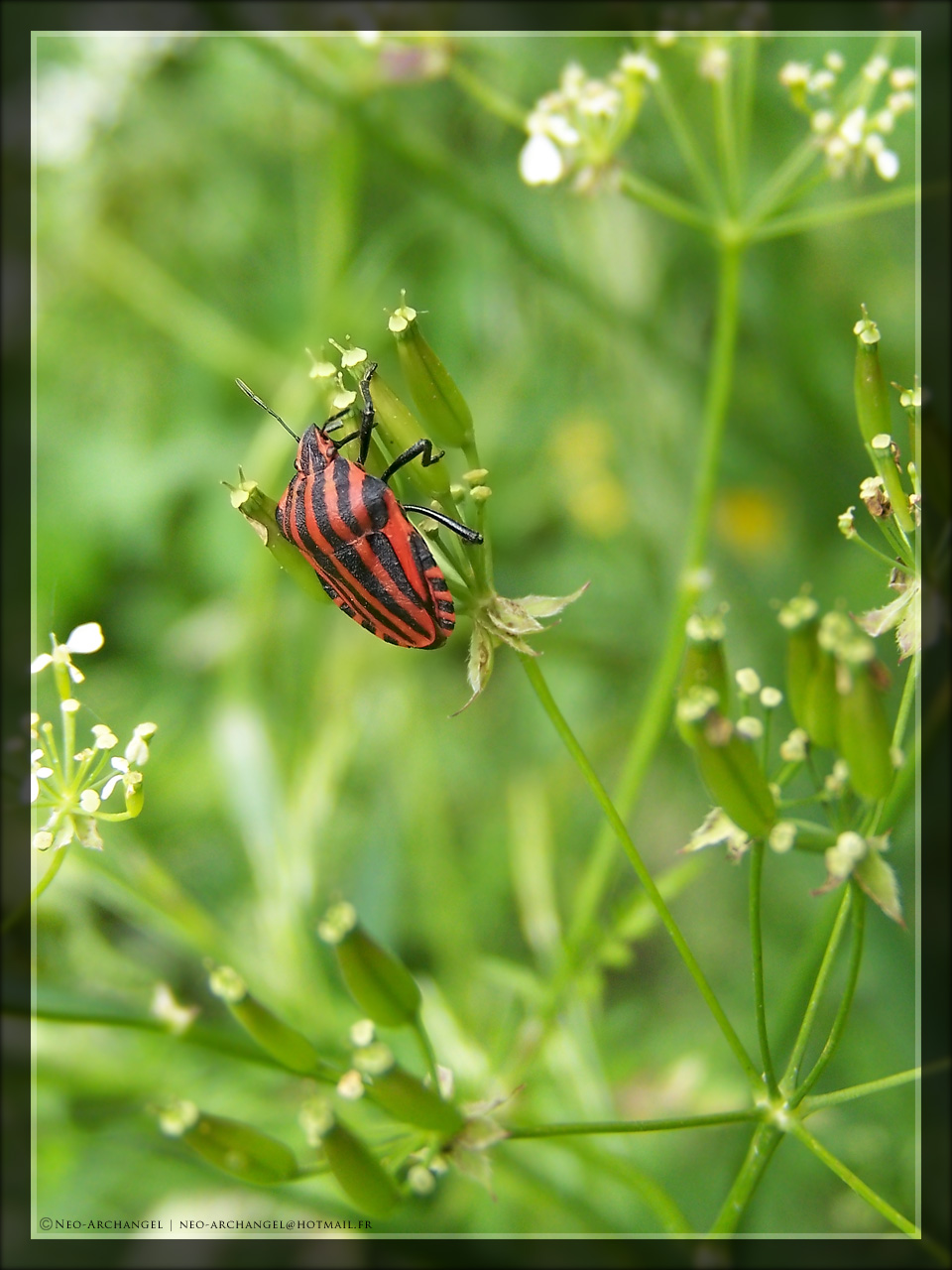 Fonds d'cran Animaux Insectes - Divers Black & Red