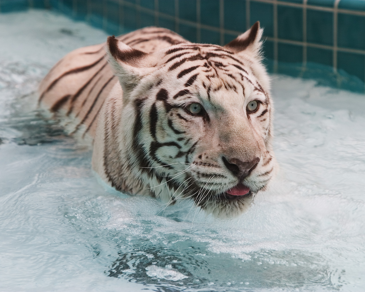 Wallpapers Animals Felines - Tigers tigre blanc dans son bain