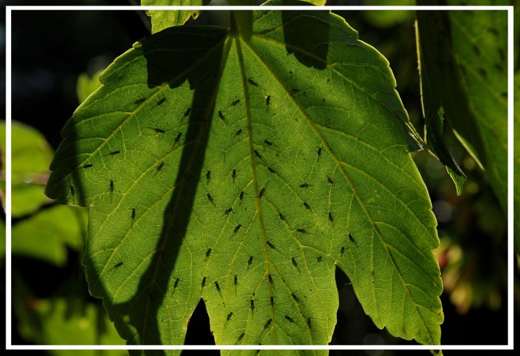 Wallpapers Nature Leaves - Foliage moucherons