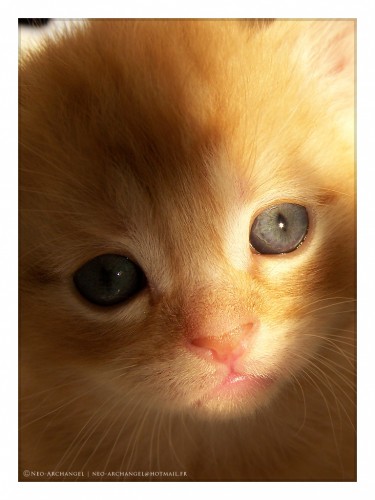 Wallpapers Animals Cats - Kittens Chti Minou