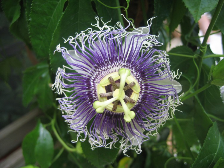 Fonds d'cran Nature Fleurs Octopussy