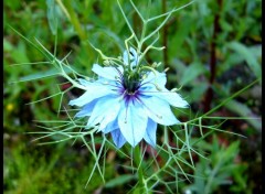 Wallpapers Nature Nigelle