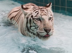 Fonds d'cran Animaux tigre blanc dans son bain