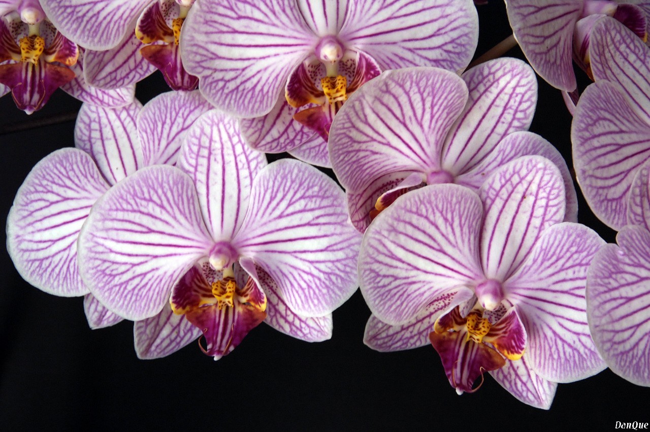 Wallpapers Nature Flowers Orchide