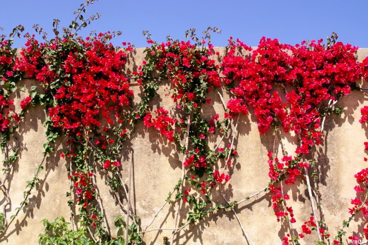 Wallpapers Nature Flowers Bougainvillier