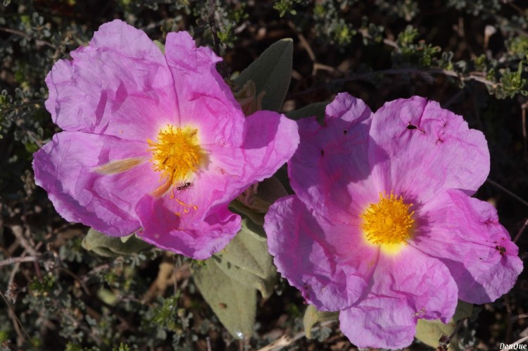 Wallpapers Nature Flowers Fleurs de la garigue