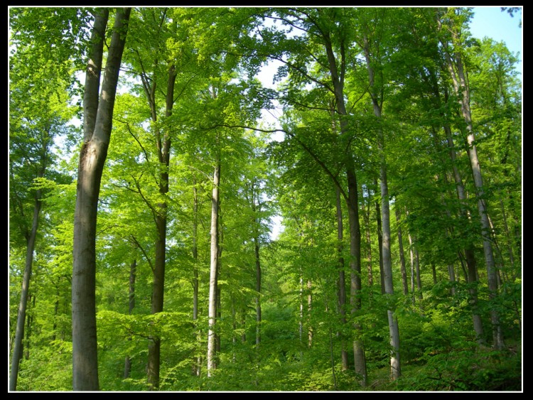 Fonds d'cran Nature Arbres - Forts Un coin de verdure...