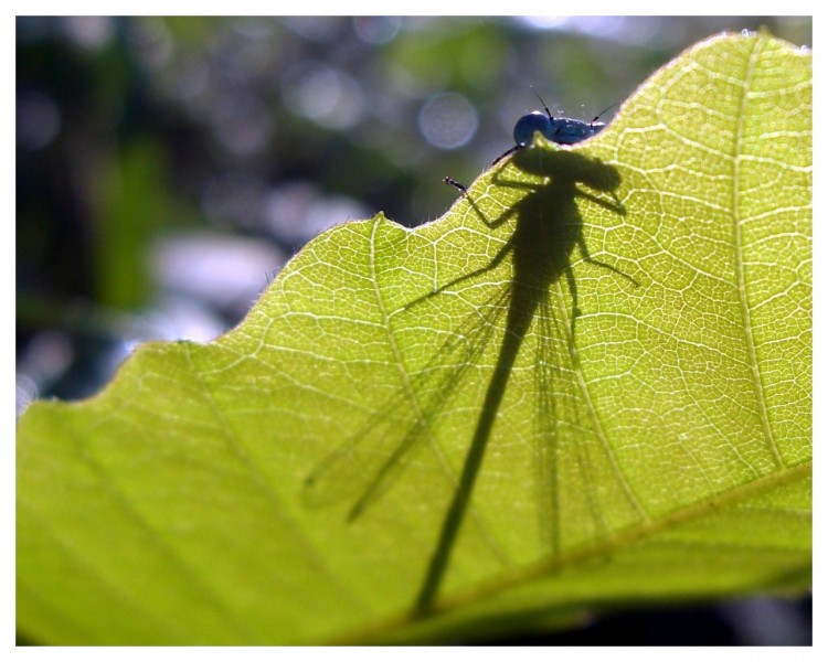 Fonds d'cran Animaux Insectes - Libellules Mademoiselle