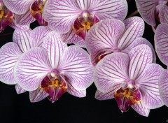 Wallpapers Nature Orchide