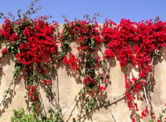 Wallpapers Nature Bougainvillier