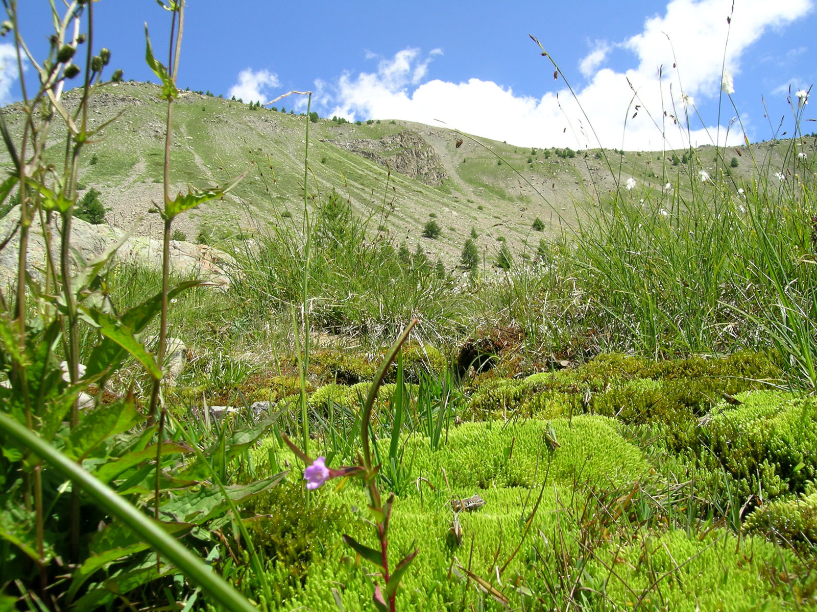 Fonds d'cran Nature Montagnes Oasis Alpin