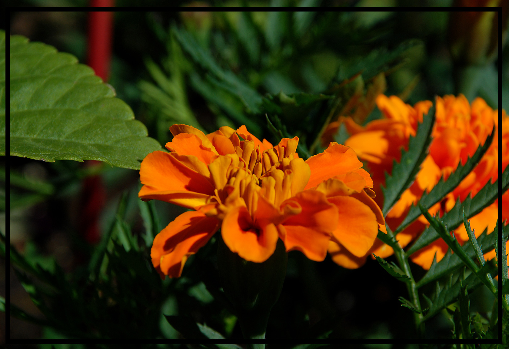 Wallpapers Nature Flowers orange